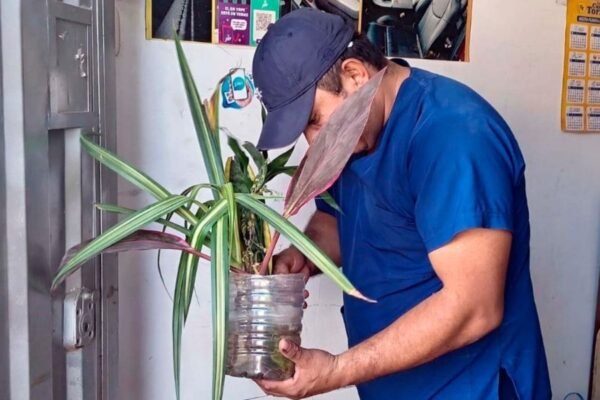 Lambayeque: inspeccionarán más de 32 000 viviendas para evitar la reproducción del zancudo transmisor del dengue