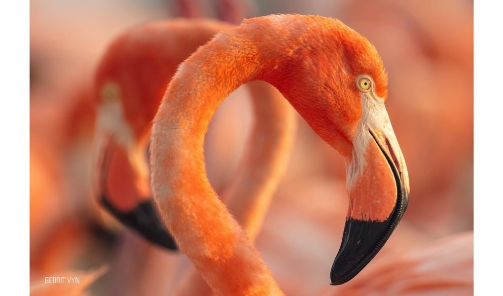 En el Día Mundial de la Naturaleza se anuncia el estreno del documental Flamingos: la vida después del meteorito