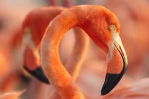 En el Día Mundial de la Naturaleza se anuncia el estreno del documental Flamingos: la vida después del meteorito