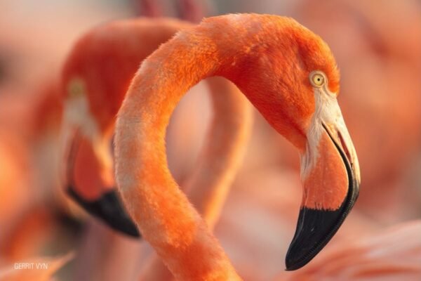En el Día Mundial de la Naturaleza se anuncia el estreno del documental Flamingos: la vida después del meteorito