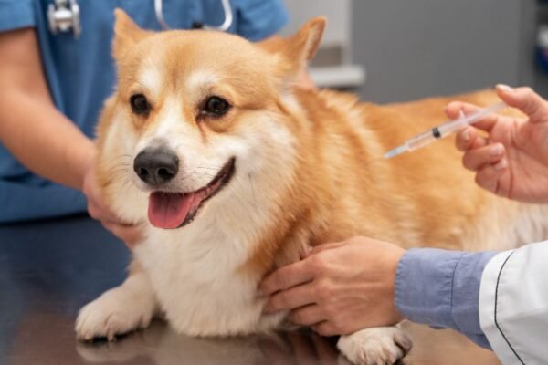 Día mundial de la vacunación animal: 5 claves para proteger a tu cachorro