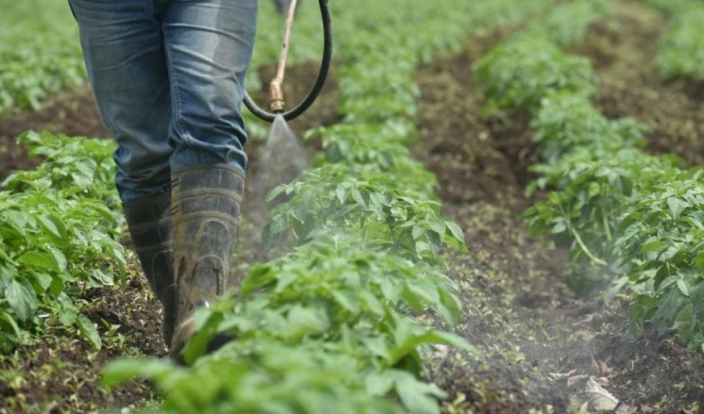 Cancelación de plaguicidas pondría en riesgo trabajo de casi 5 millones de agricultores en el país