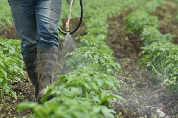 Cancelación de plaguicidas pondría en riesgo trabajo de casi 5 millones de agricultores en el país