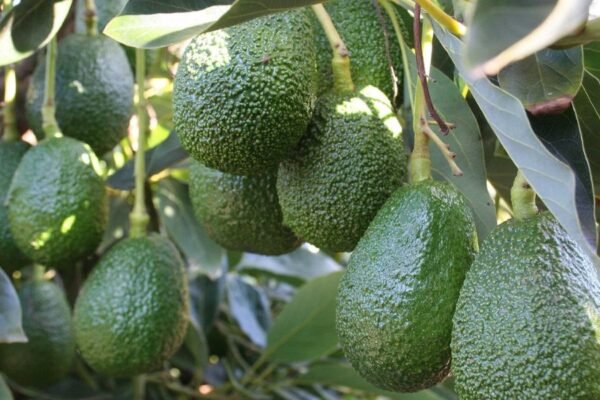 Agroexportación como alternativa para generar ingresos desde la inversión agrícola