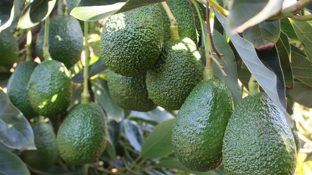 Agroexportación como alternativa para generar ingresos desde la inversión agrícola