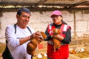 Día del Campesino: productor de Junín transforma la crianza de cuyes en una historia de progreso familiar