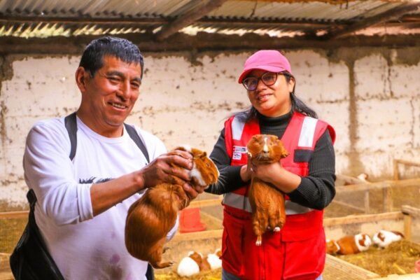 Día del Campesino: productor de Junín transforma la crianza de cuyes en una historia de progreso familiar