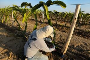 Más de 3.5 millones de personas dependen del agro y solicitan el consumo de productos nacionales