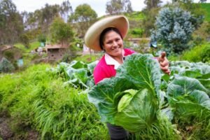 Midis invierte más de S/224 millones en implementación del proyecto Haku Wiñay/Noa Jayatai
