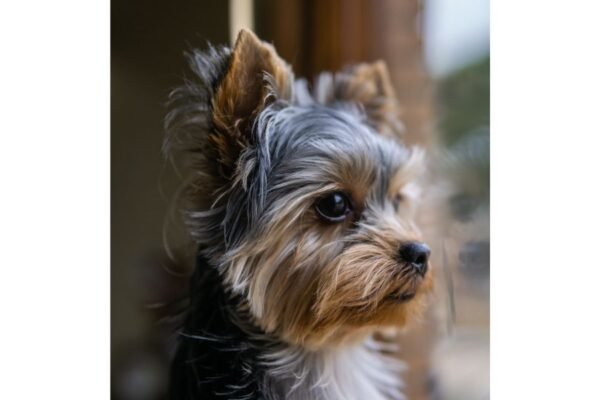 Insuficiencia cardíaca canina: señales pueden confundirse con el cansancio de la edad