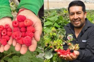 Tras el éxito del arándano: 4 razones por las que los frutos rojos son la próxima gran oportunidad agrícola del Perú