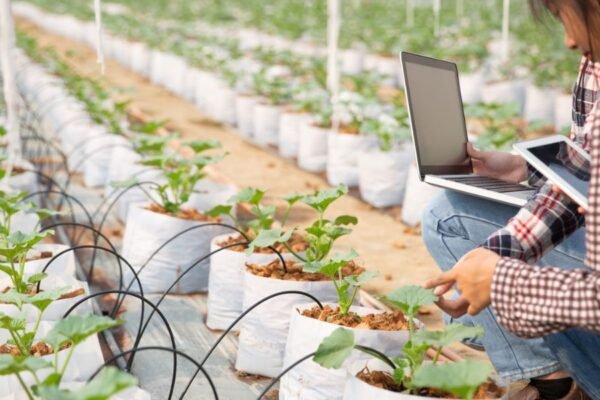 Fenómeno El Niño: la tecnología agrícola para la adaptación al cambio climático es clave para proteger al sector