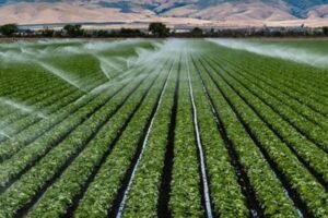 El agro peruano enfrenta el desafío de innovar para mantener su competitividad global