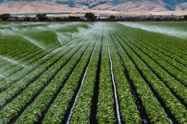 El agro peruano enfrenta el desafío de innovar para mantener su competitividad global