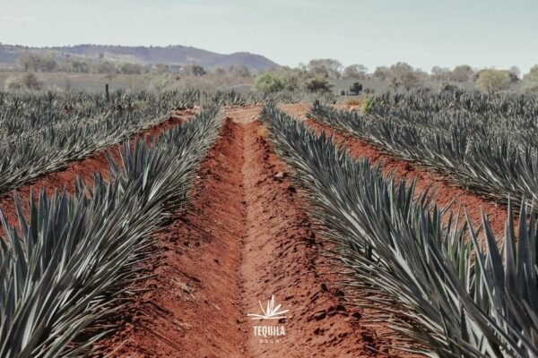 Planeación financiera anticipada: El arte de optimizar presupuestos corporativos hasta 30% rumbo a la recta final del año