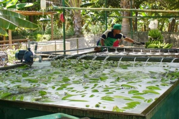 Arequipa, Piura y Huánuco: tres regiones que se consolidan como polos de innovación y desarrollo productivo en el país