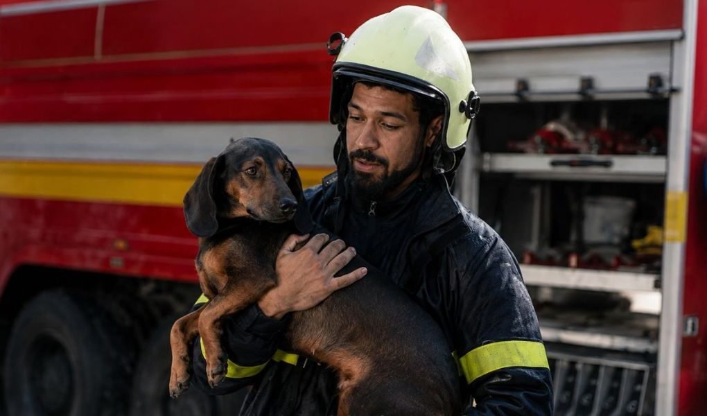Sismos en Perú: ¿Cómo proteger a nuestros perros y gatos ante una emergencia?