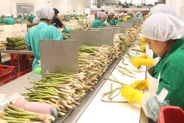 Empleos directos asociados a exportaciones tuvieron un alza de 7.6% a junio