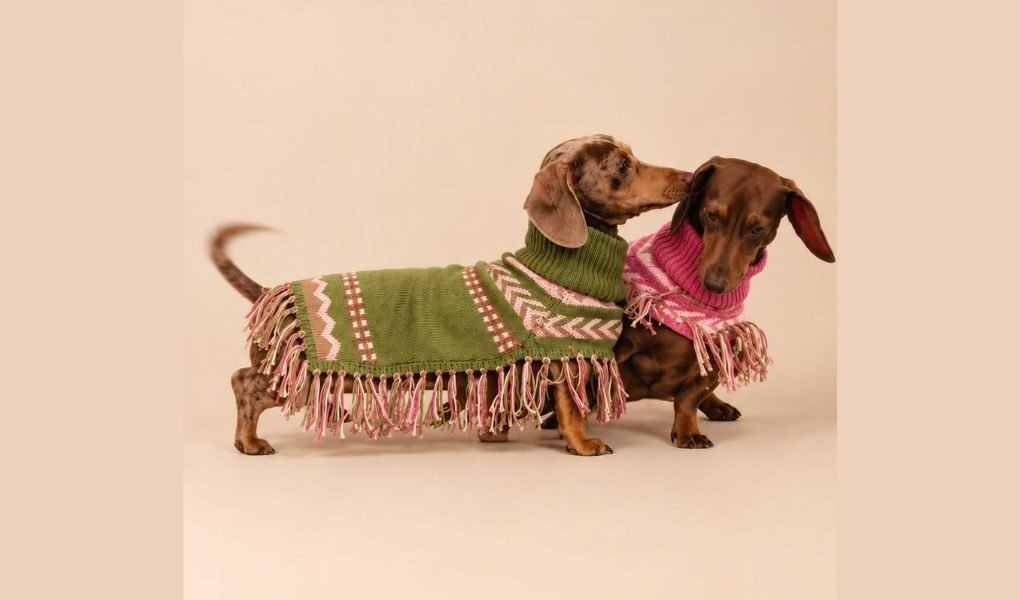 De Lima a París: Mister Doggy será la primera marca peruana en participar en Paris Dog Fashion Week