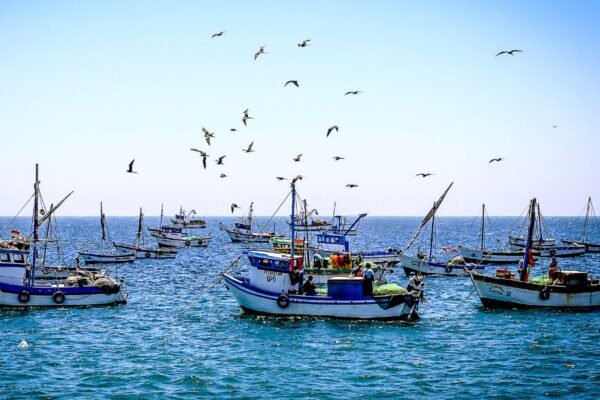 PRODUCE fortalece la pesca y acuicultura formal con más de 1,300 habilitaciones sanitarias en seis meses