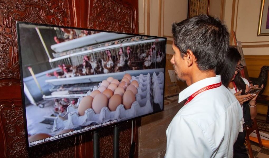 El debate por huevos libres de jaulas se reaviva en Perú en medio de la crisis por gripe aviar