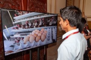 El debate por huevos libres de jaulas se reaviva en Perú en medio de la crisis por gripe aviar