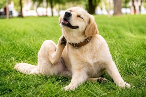 ¿Tu perro se rasca constantemente? Podría padecer dermatitis atópica y su calidad de vida estar en riesgo