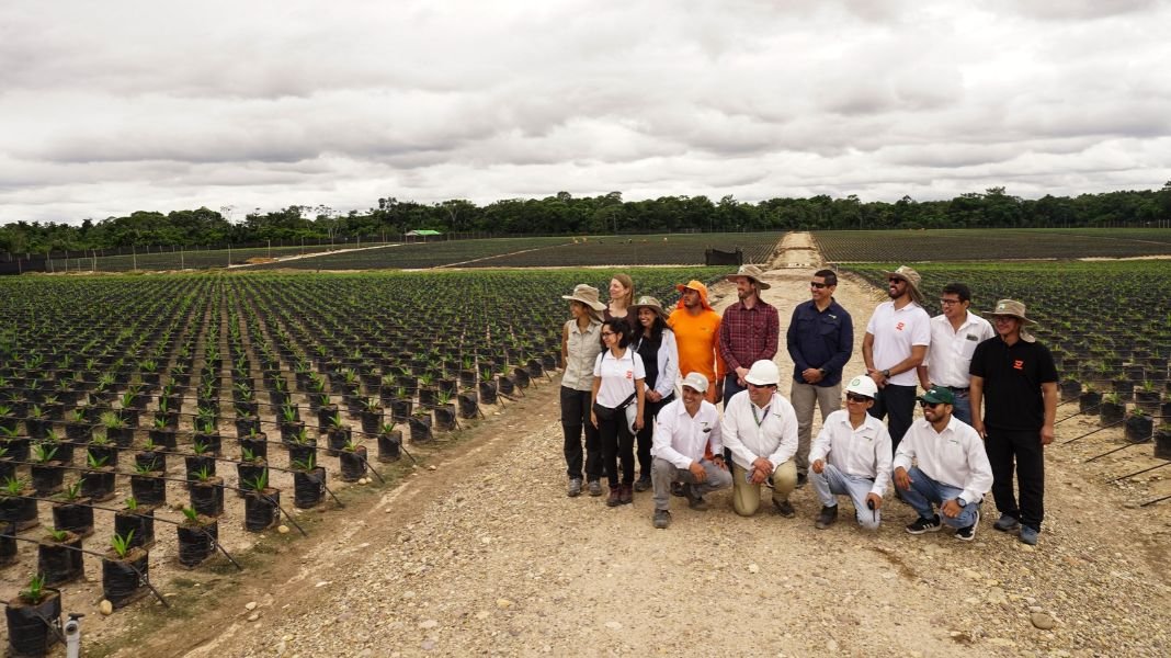 Cacao y palma en Pucallpa: cómo Paisaje Clima Perú contribuye a una producción más sostenible