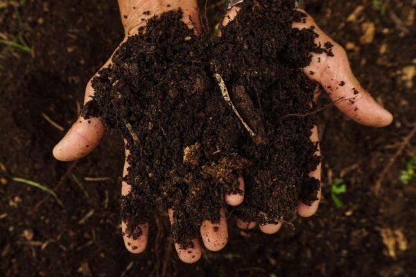 Agricultura regenerativa: cuatro claves para entender cómo ayuda a cuidar el suelo y producir alimento