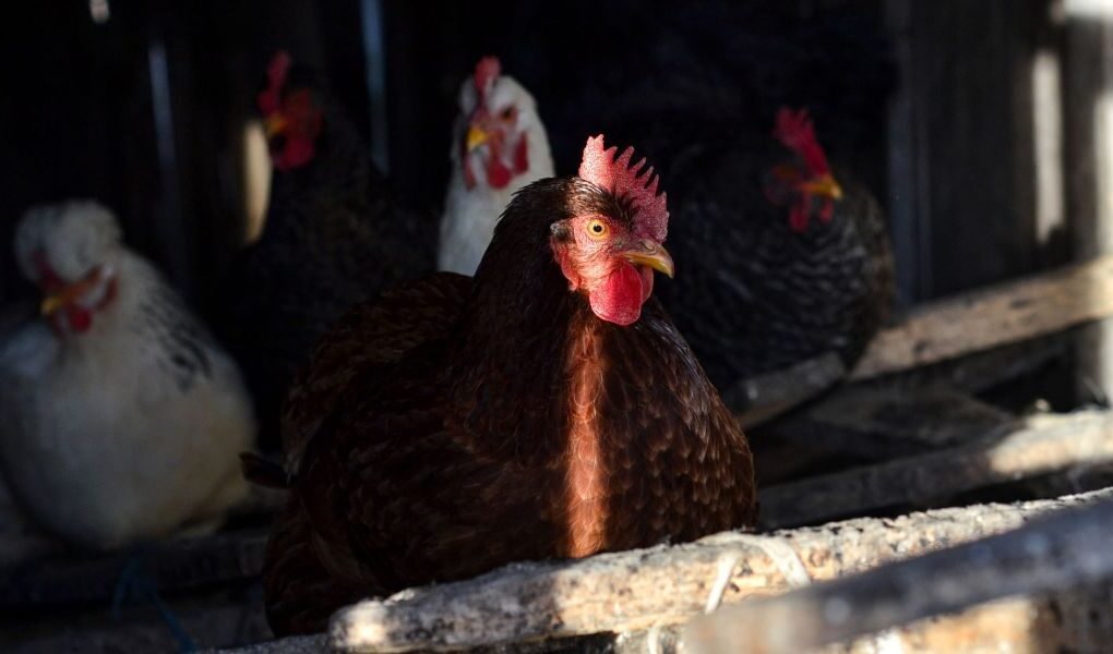 Día mundial del huevo: Perú avanza a un futuro sin jaulas para las gallinas