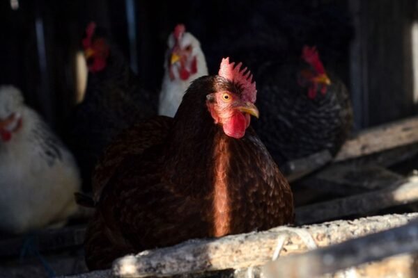 Día mundial del huevo: Perú avanza a un futuro sin jaulas para las gallinas